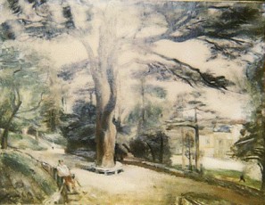 Le cèdre du jardin des plantes