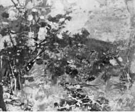 Le mimosa, paysage des Maures